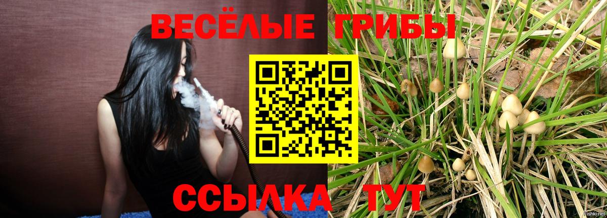 купить наркотики сайты  Вход с VPN  Кувандык  Псилоцибиновые грибы Psilocybine cubensis 